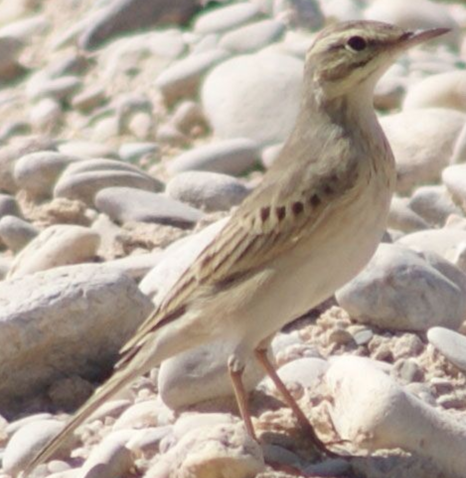 Tawny Pipit - ML620332234