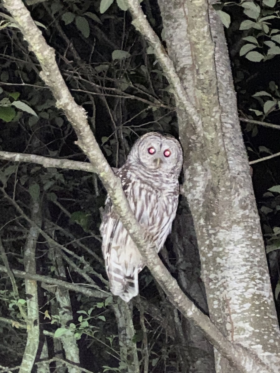Barred Owl - ML620332241