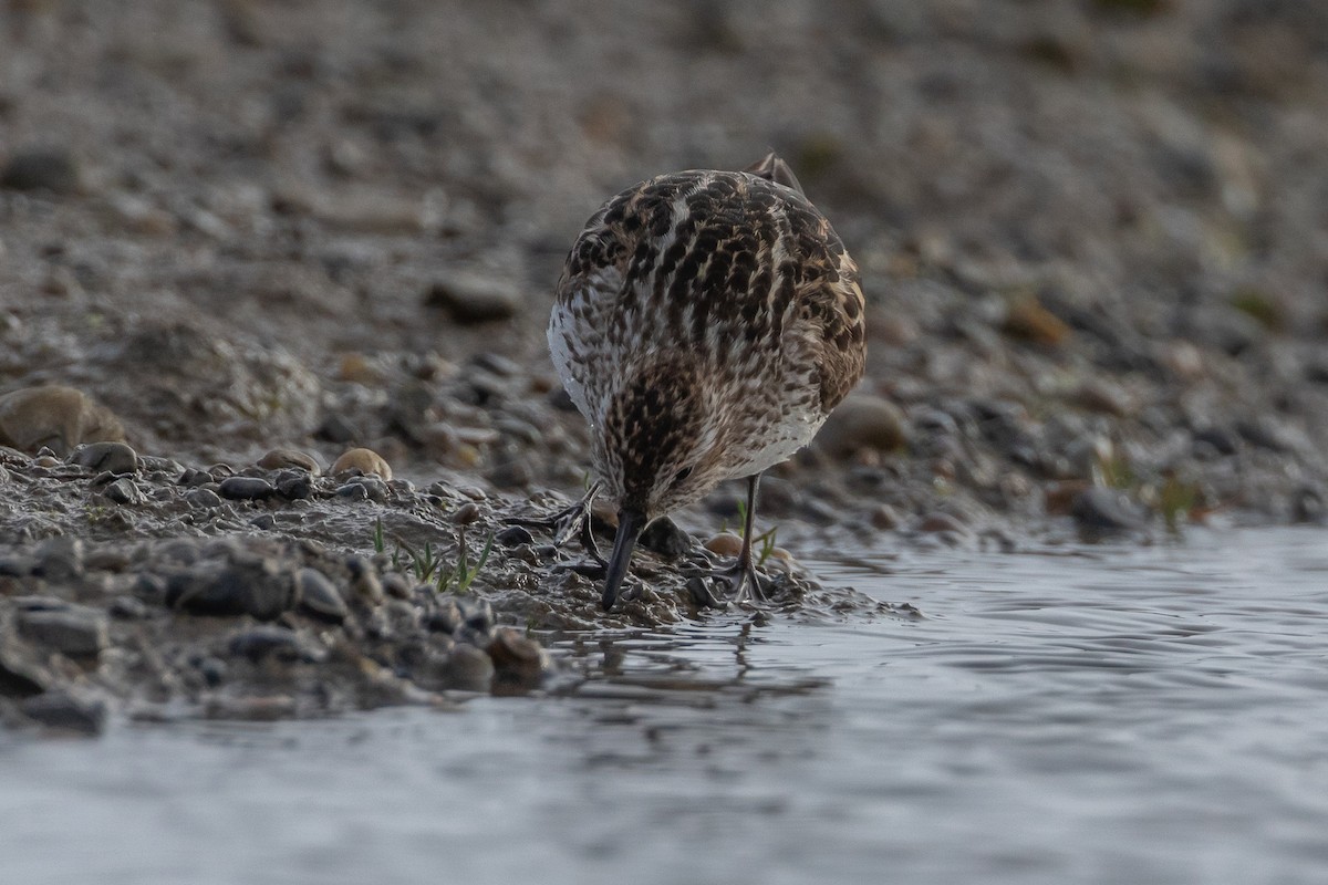 Semipalmated Sandpiper - ML620332254