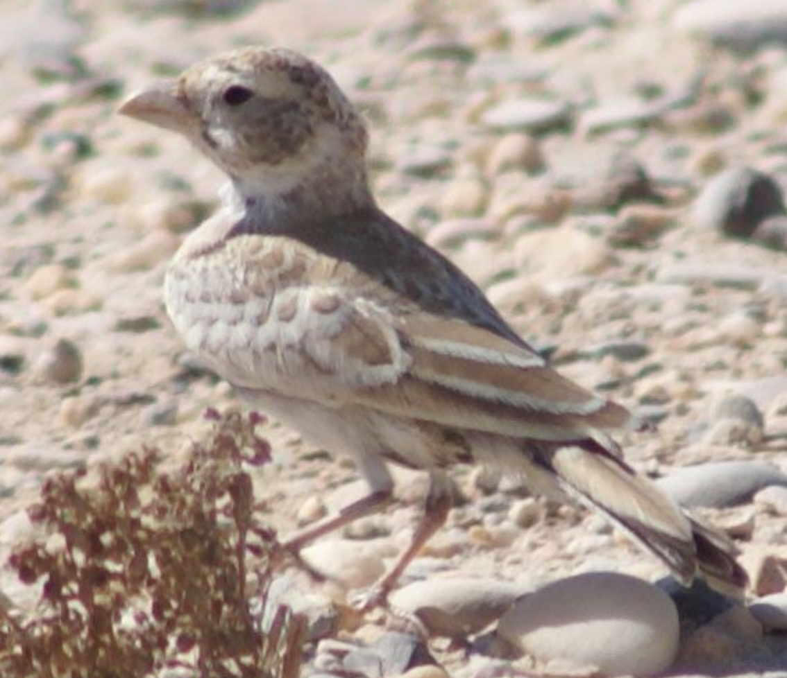 Black-crowned Sparrow-Lark - ML620332255