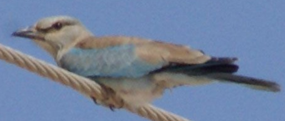 European Roller - ML620332257