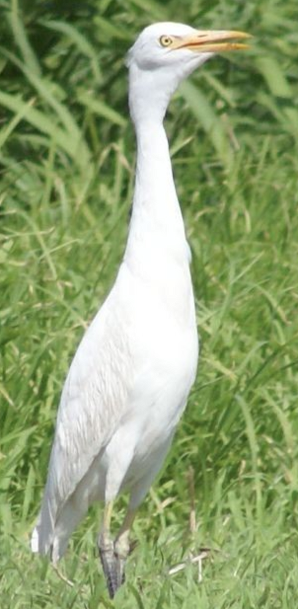 Египетская цапля (ibis) - ML620332265