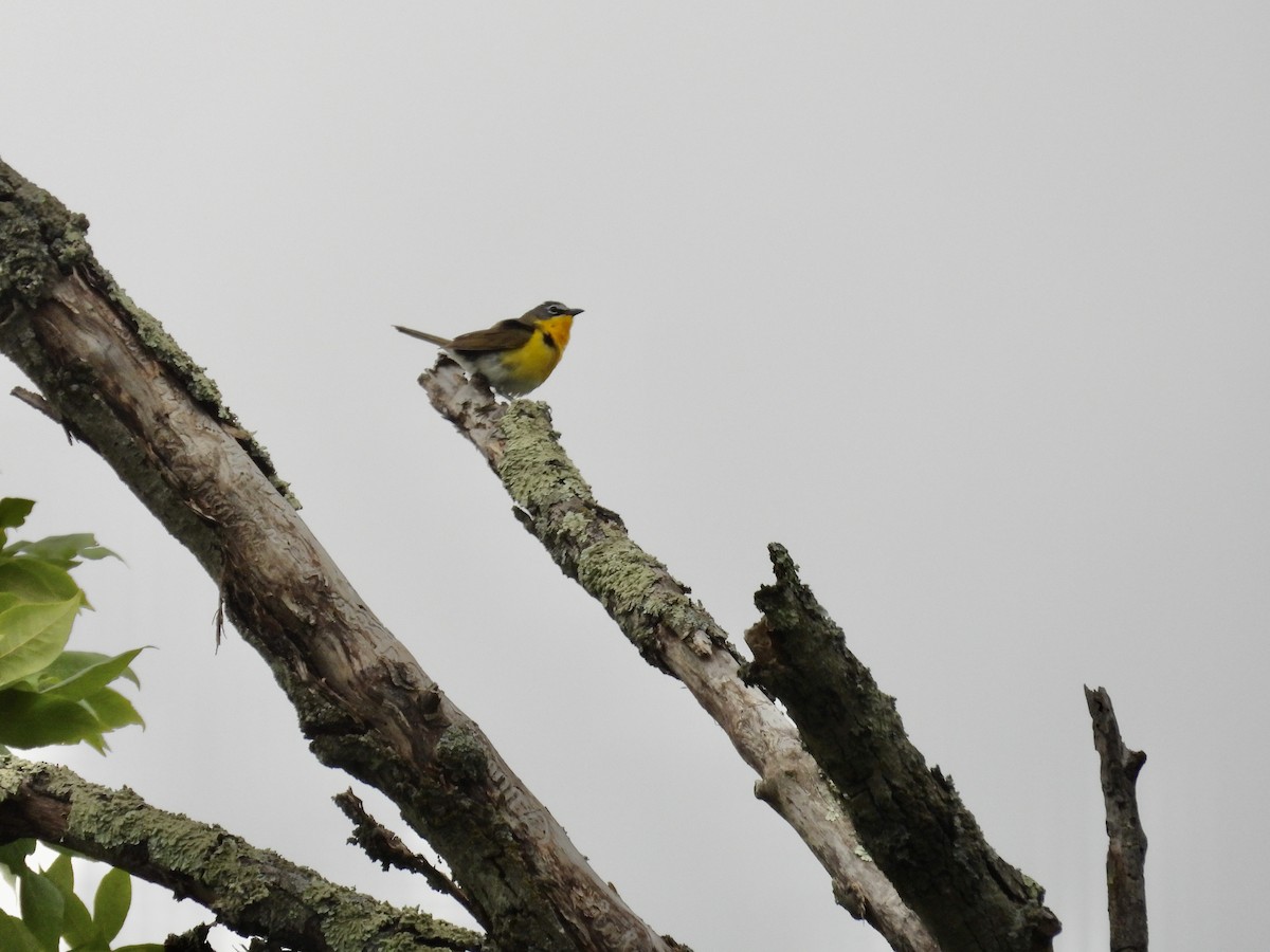 Yellow-breasted Chat - ML620332272