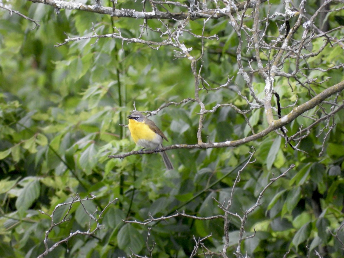 Yellow-breasted Chat - ML620332273