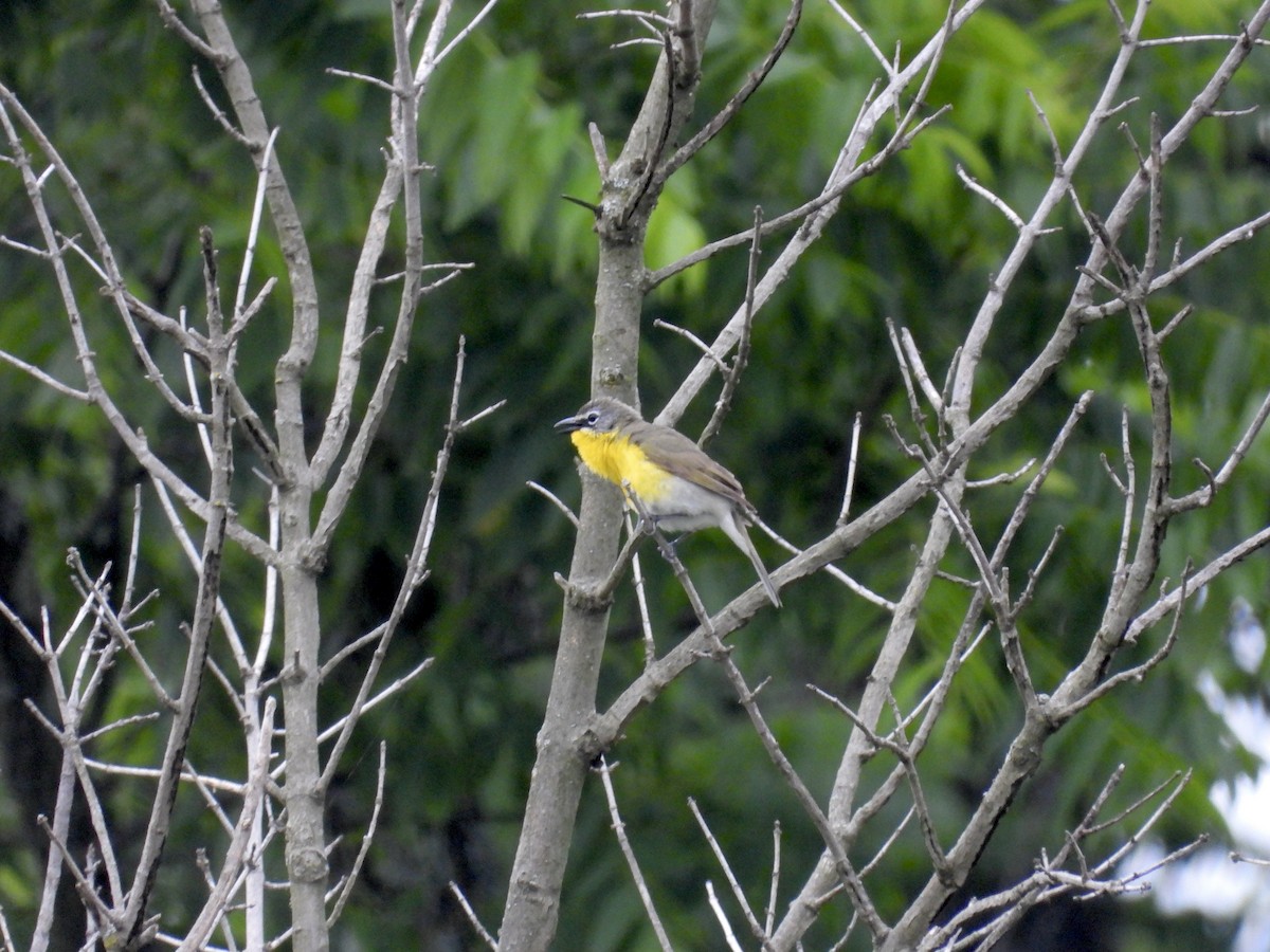 Yellow-breasted Chat - ML620332274