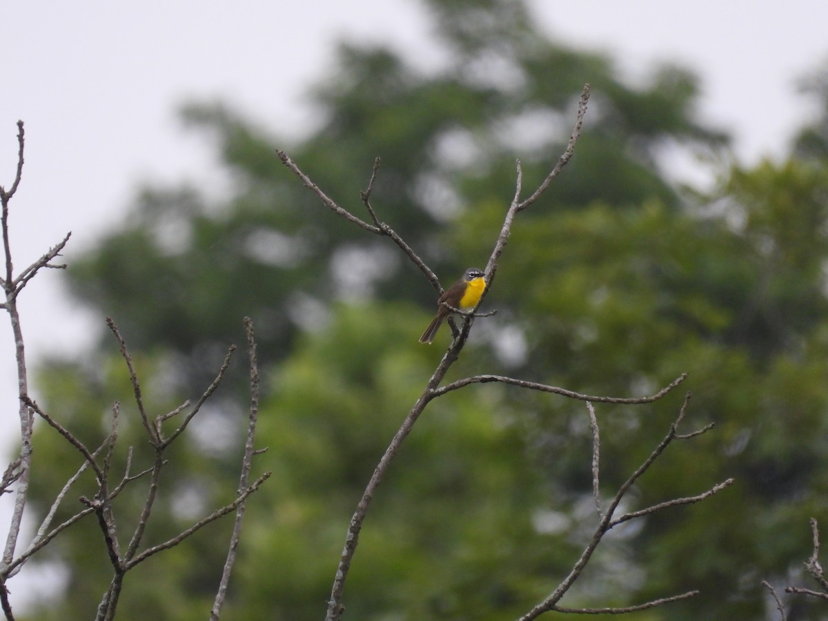 Yellow-breasted Chat - ML620332275