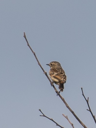 European Stonechat - ML620332286