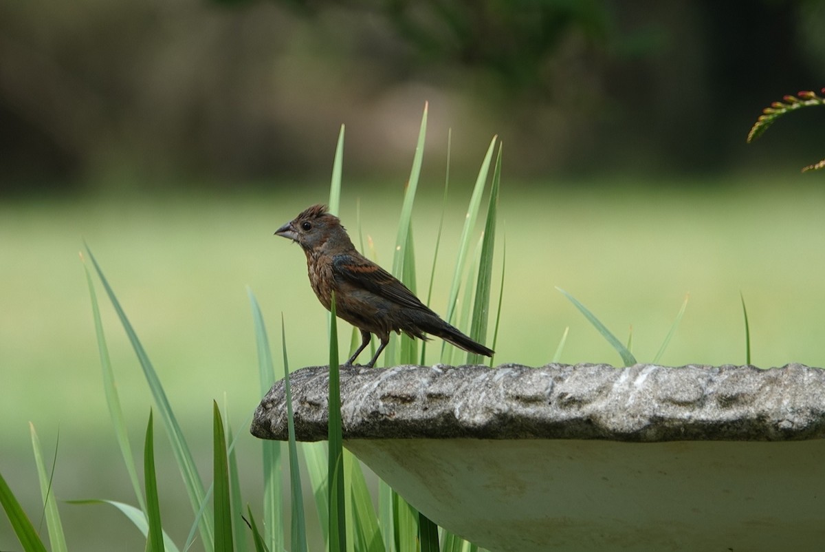 Blue Grosbeak - ML620332292