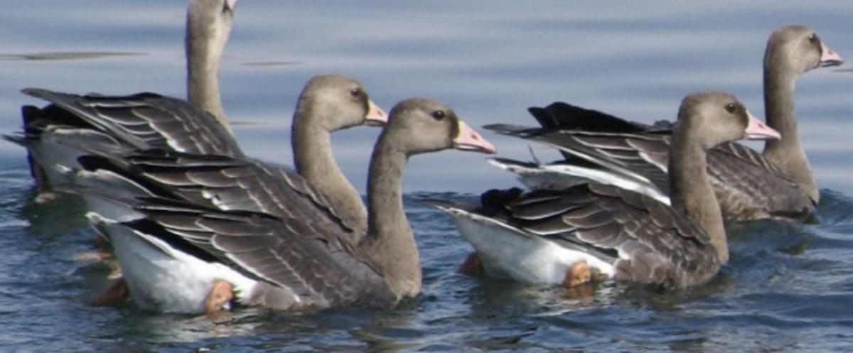 Greater White-fronted Goose - ML620332293