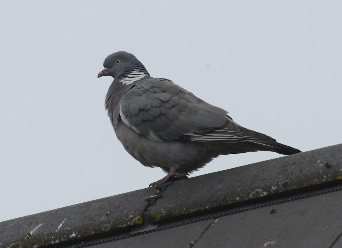 Common Wood-Pigeon - ML620332303