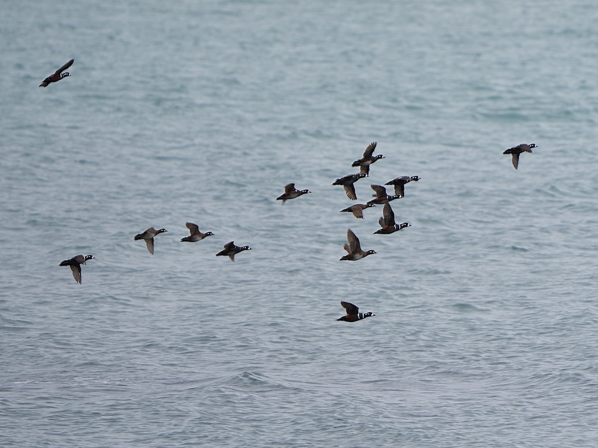 Harlequin Duck - ML620332313