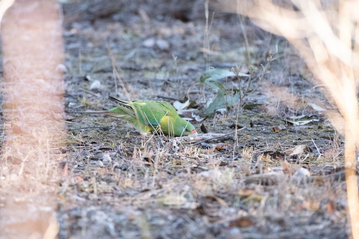 Swift Parrot - Raghav Sharma