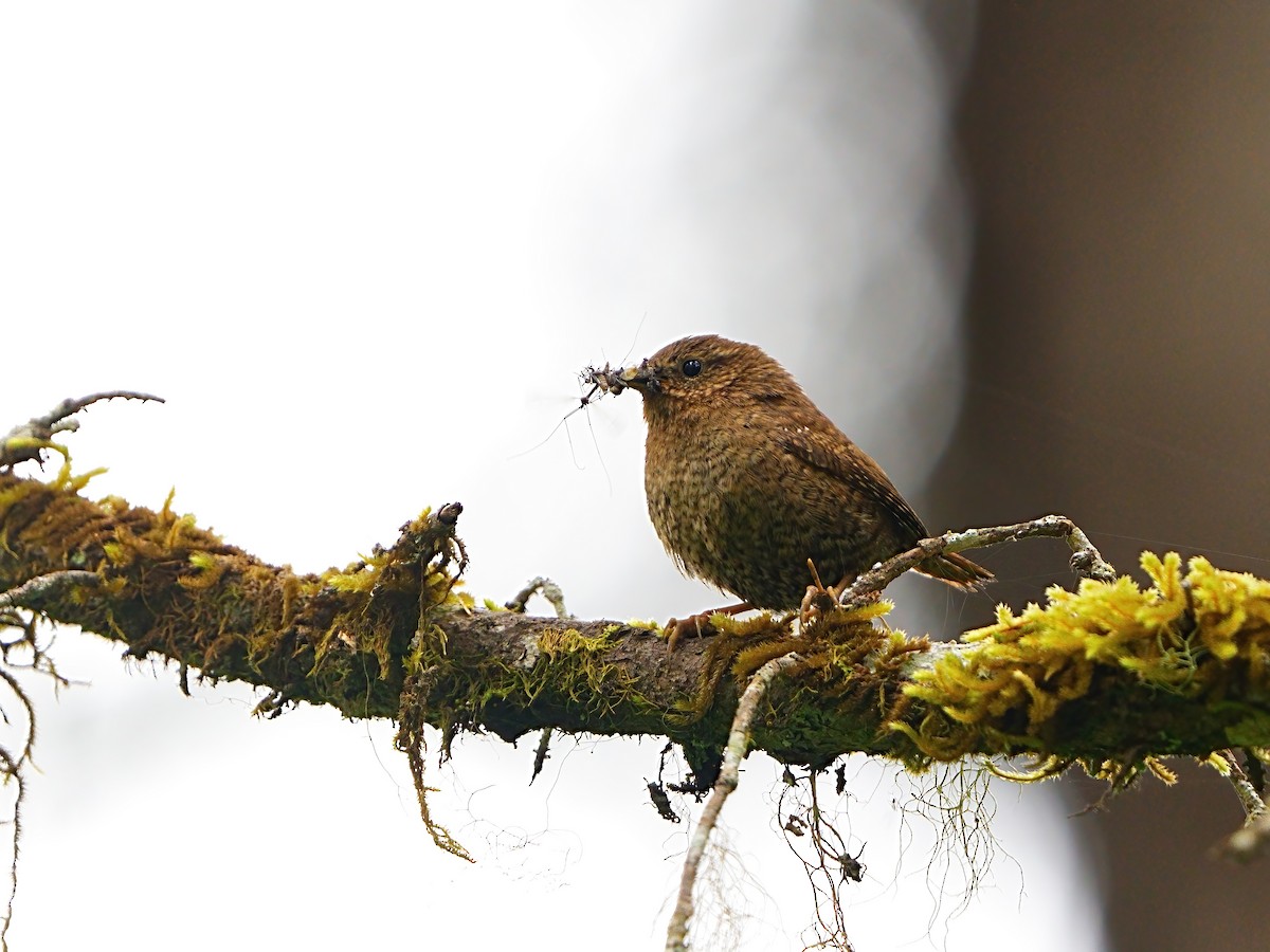 Pacific Wren - ML620332324