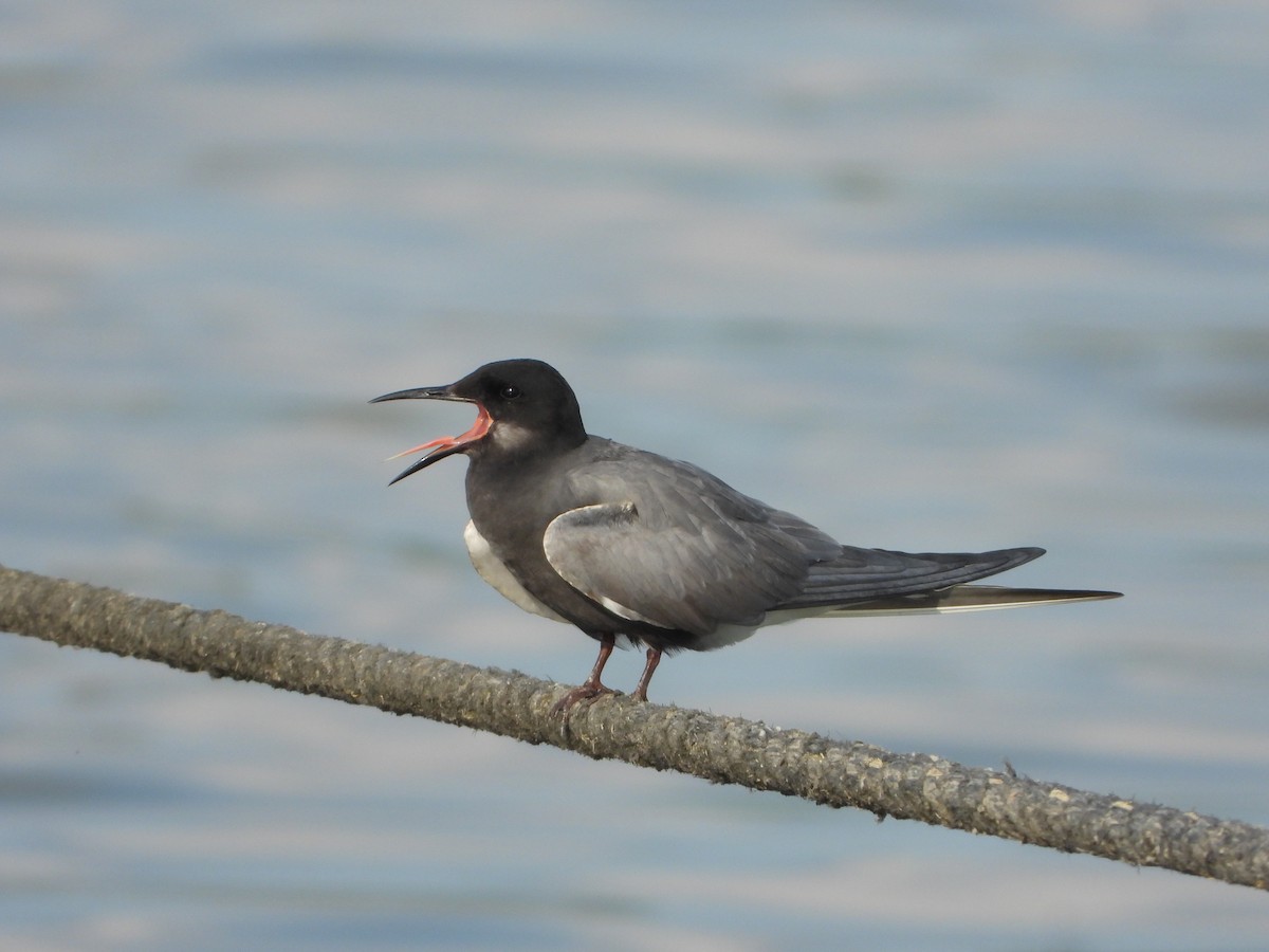 Black Tern - ML620332337