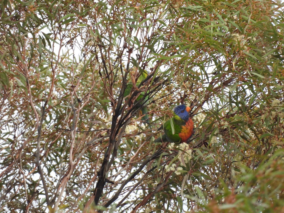 Rainbow Lorikeet - ML620332351