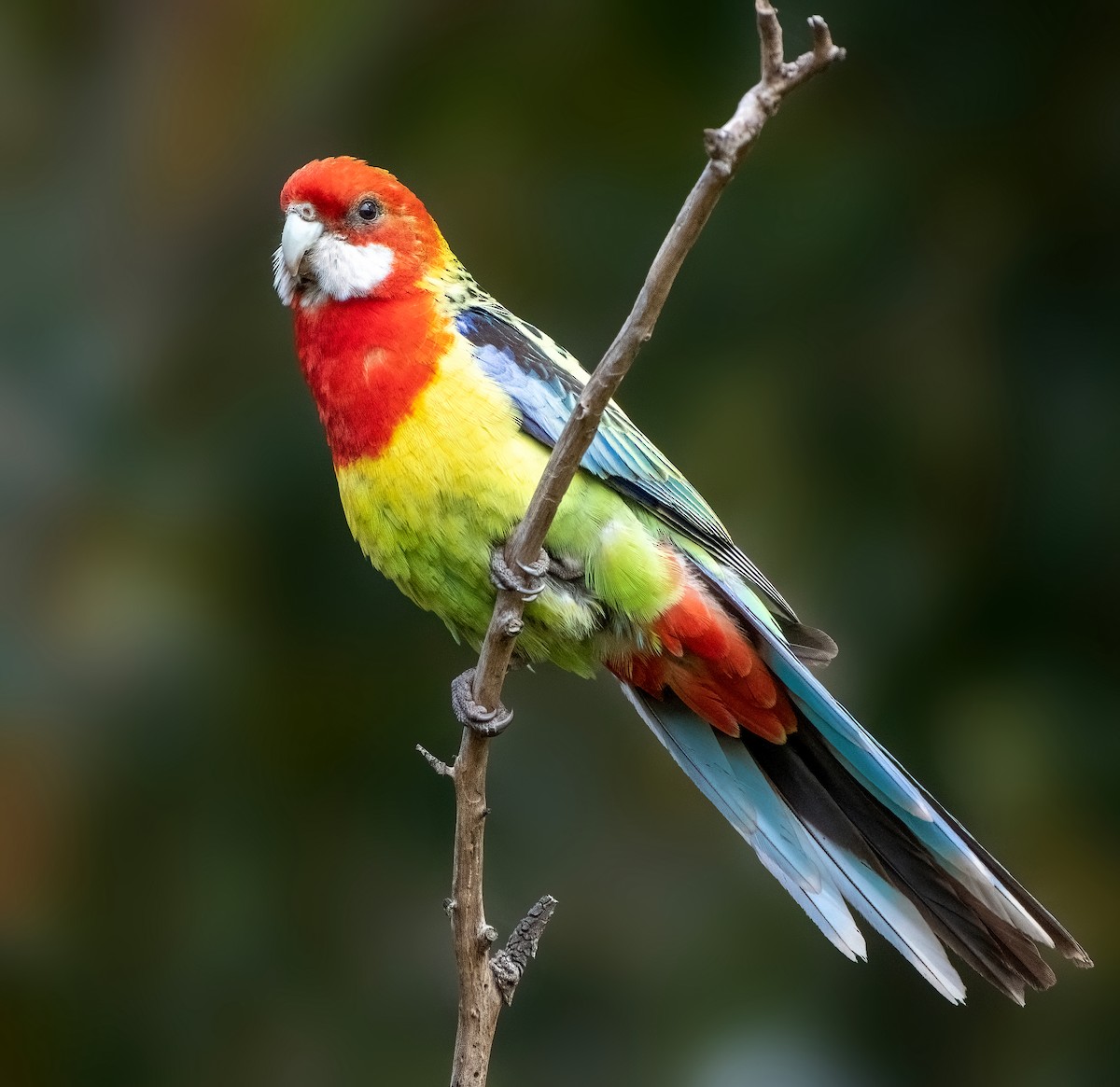 Eastern Rosella - ML620332354