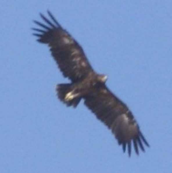 Greater Spotted Eagle - ML620332355