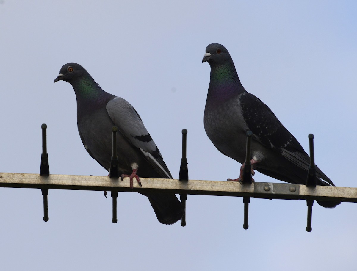 Rock Pigeon - Bertina K