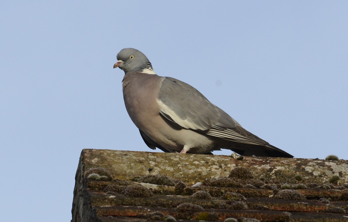 Common Wood-Pigeon - ML620332358