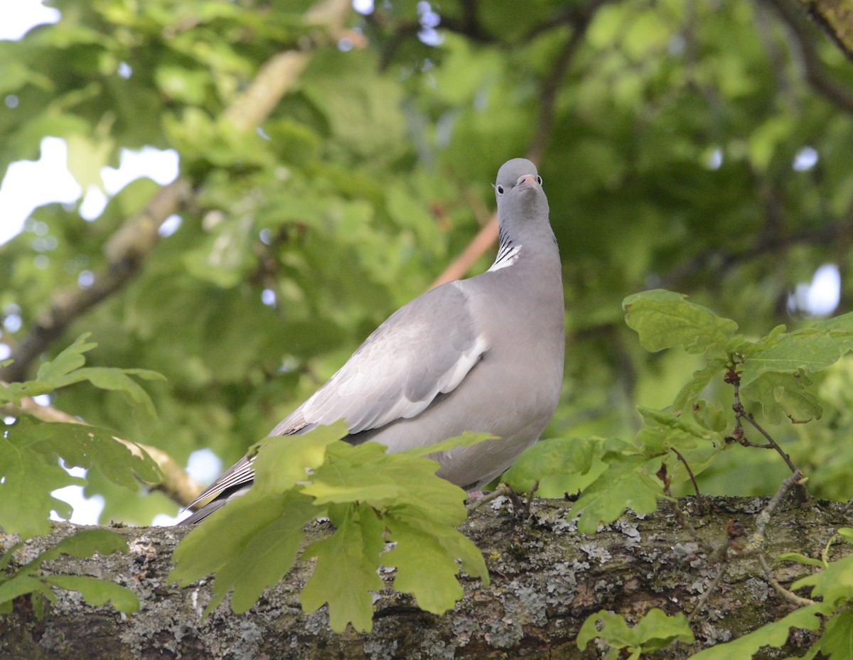 Common Wood-Pigeon - ML620332359