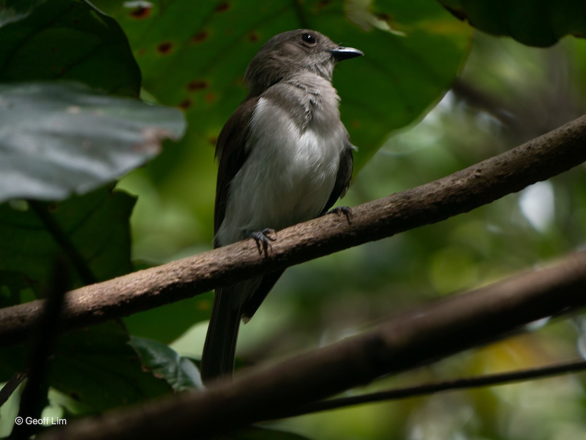 Mangrove Whistler - ML620332360