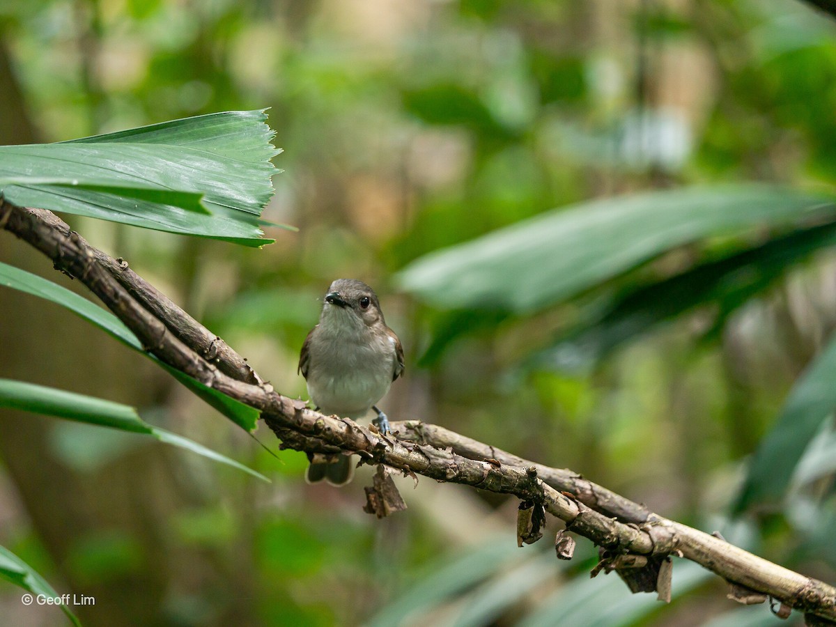 Mangrove Whistler - ML620332361