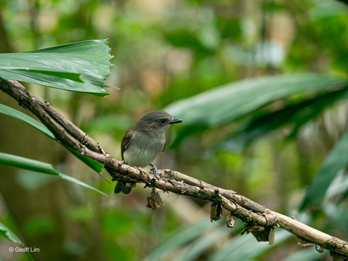 Mangrove Whistler - ML620332362