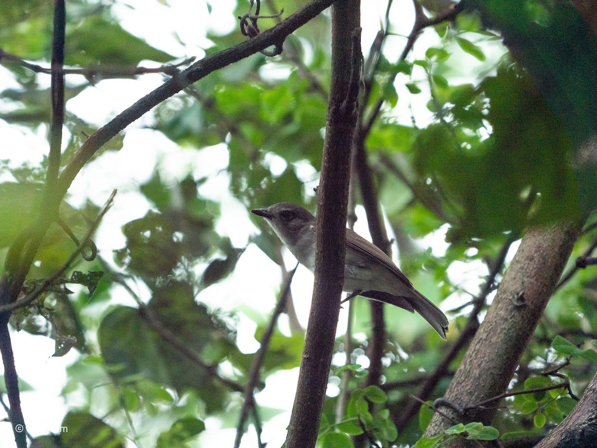 Mangrove Whistler - Anonymous