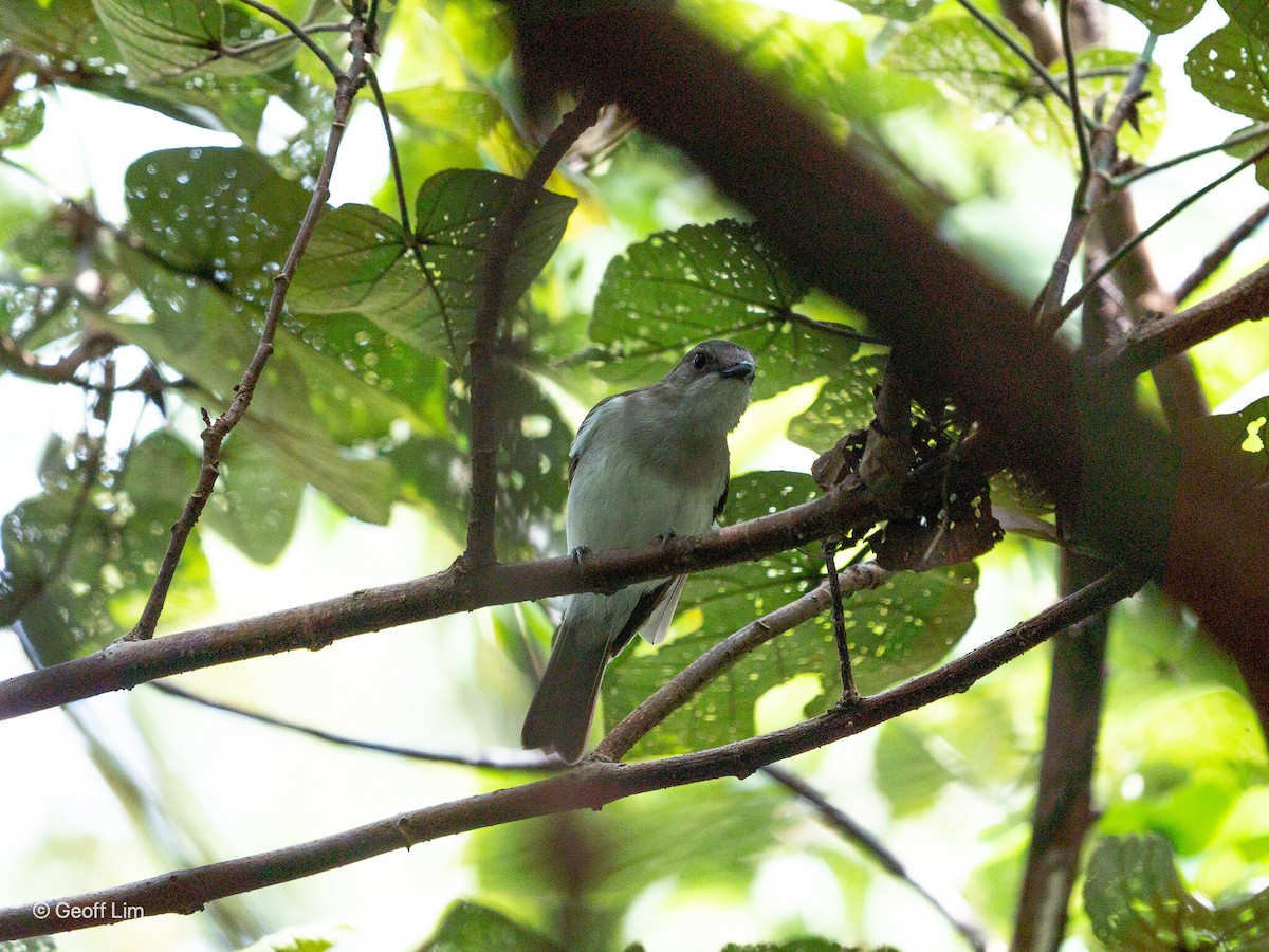 Mangrove Whistler - ML620332364