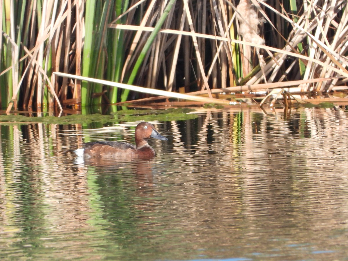 Ferruginous Duck - ML620332388