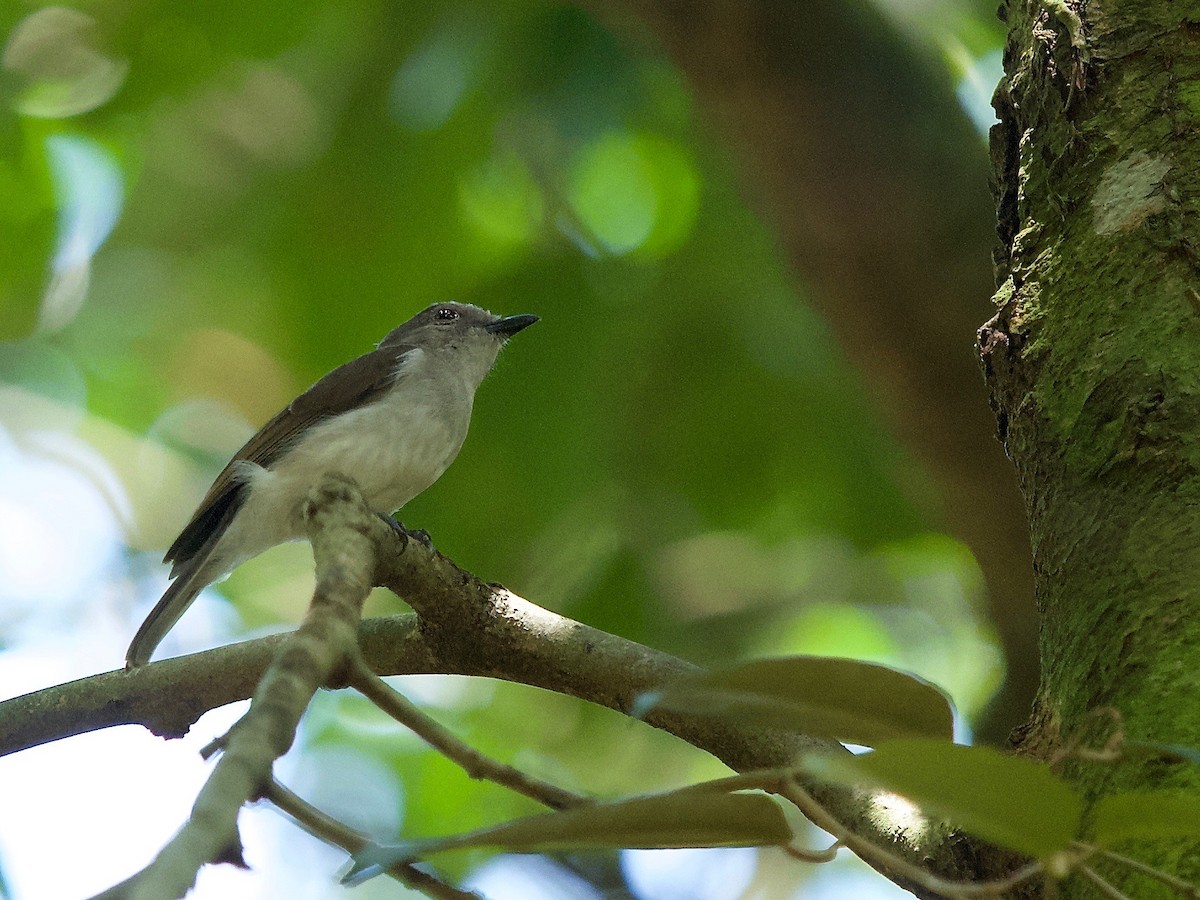 Mangrove Whistler - ML620332398