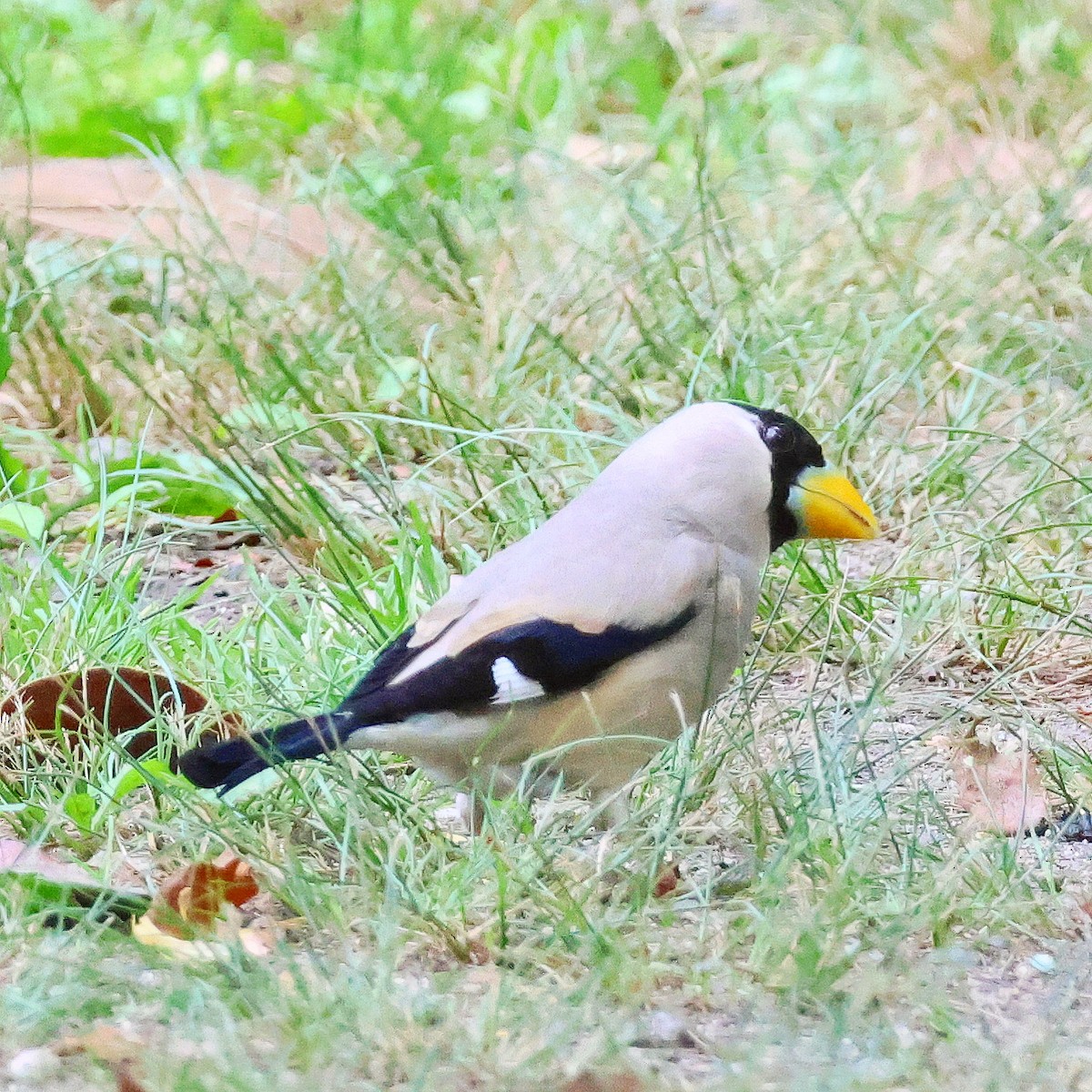 Japanese Grosbeak - ML620332406