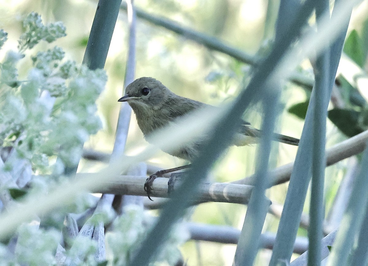 Common Yellowthroat - ML620332407