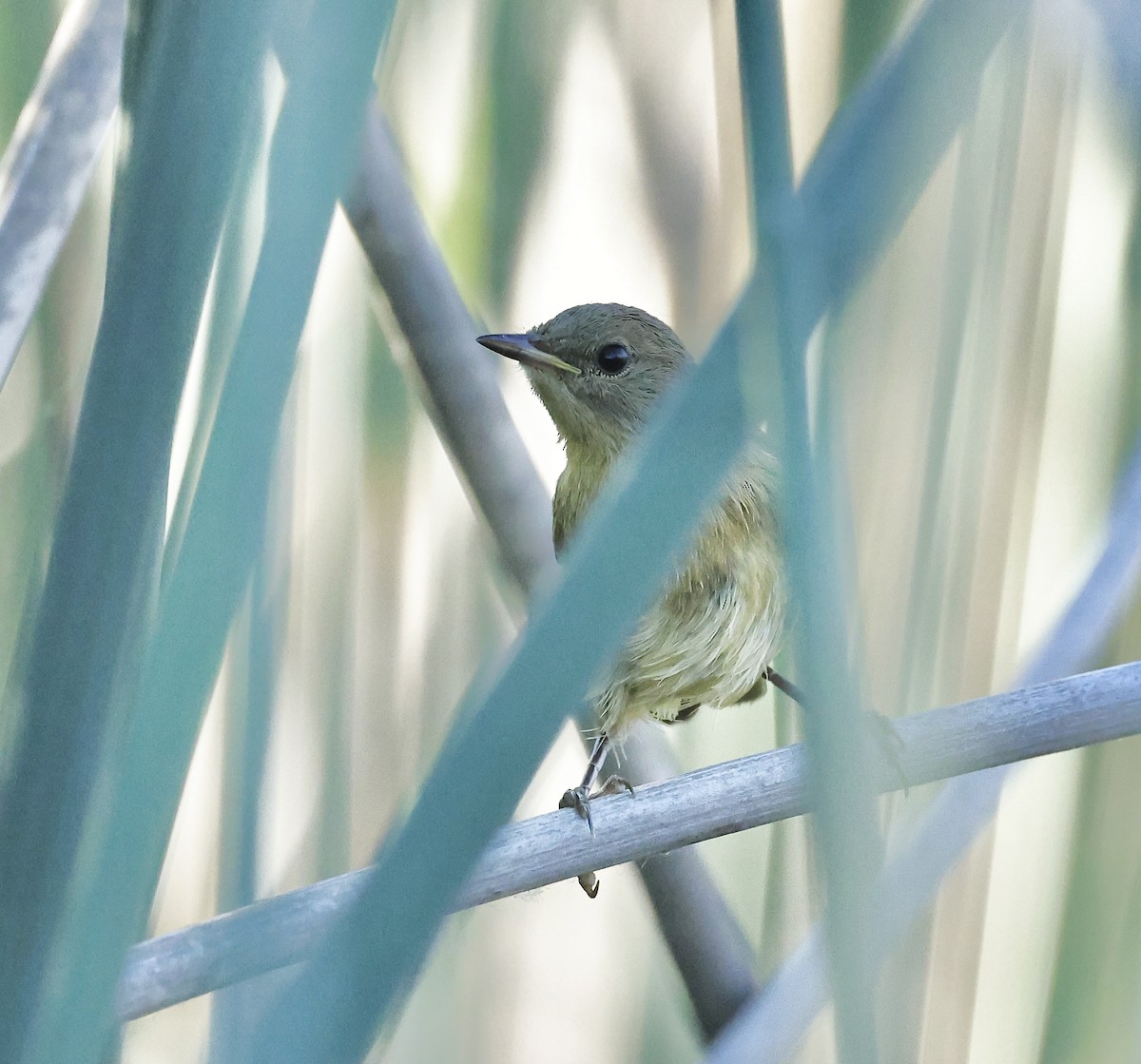 Common Yellowthroat - ML620332409