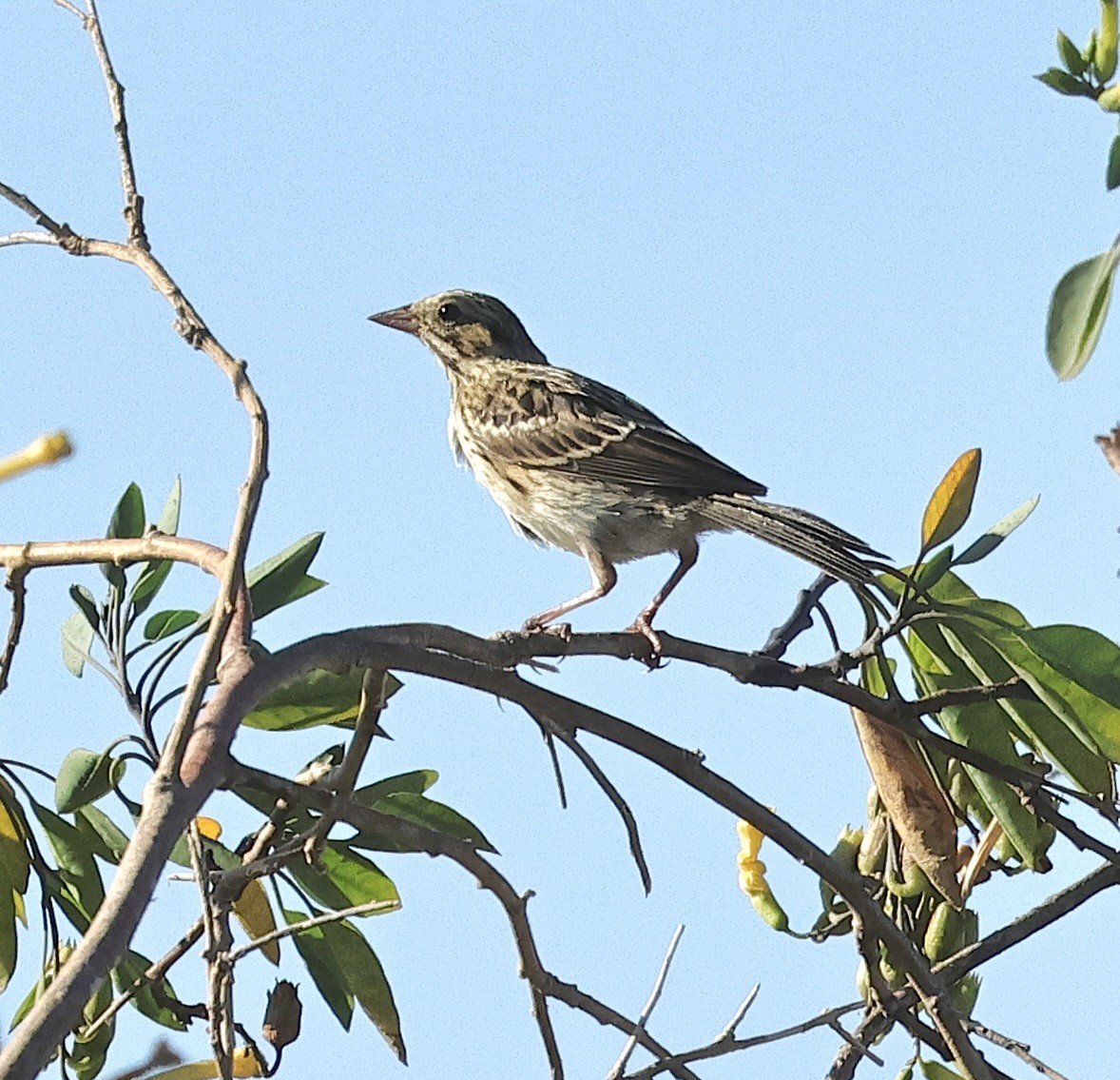 Savannah Sparrow - ML620332415