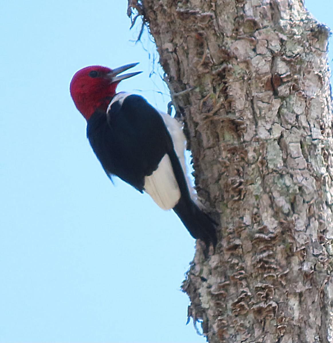 Red-headed Woodpecker - Cathleen Burns