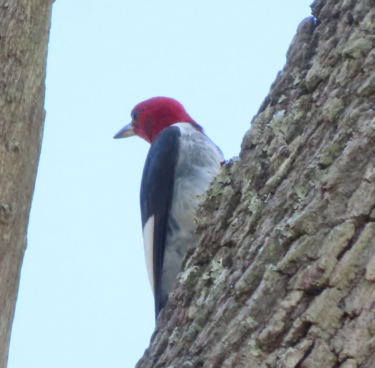 Red-headed Woodpecker - ML620332426