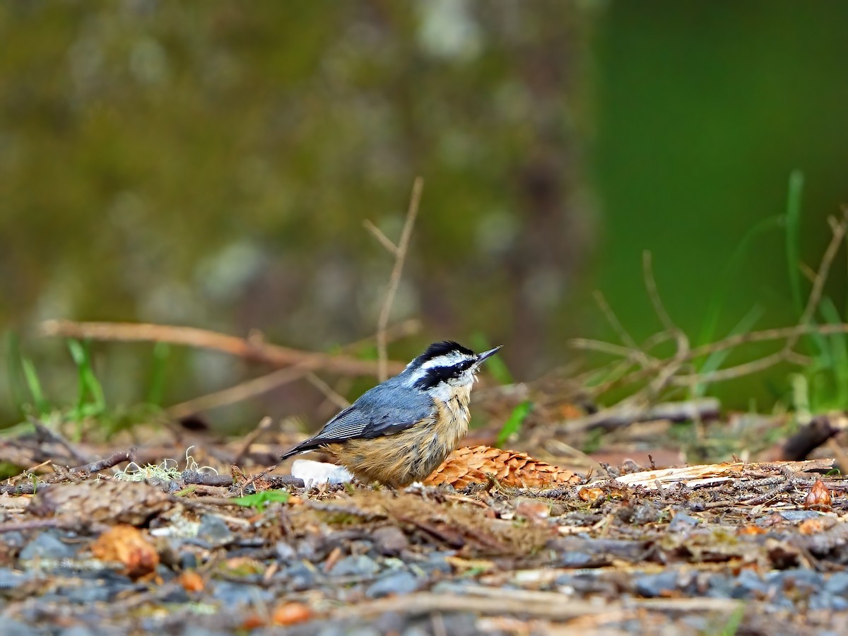 Red-breasted Nuthatch - ML620332428