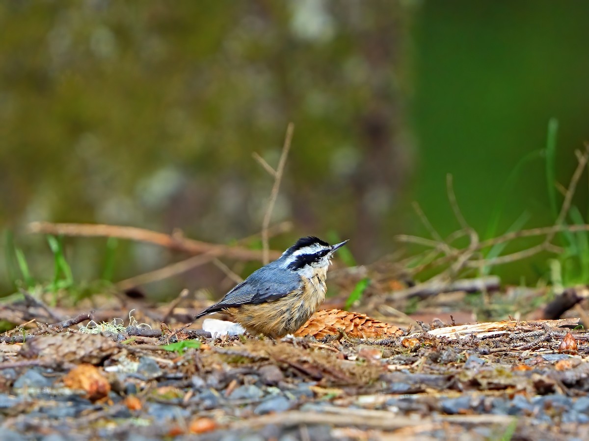 Red-breasted Nuthatch - Mei Hsiao