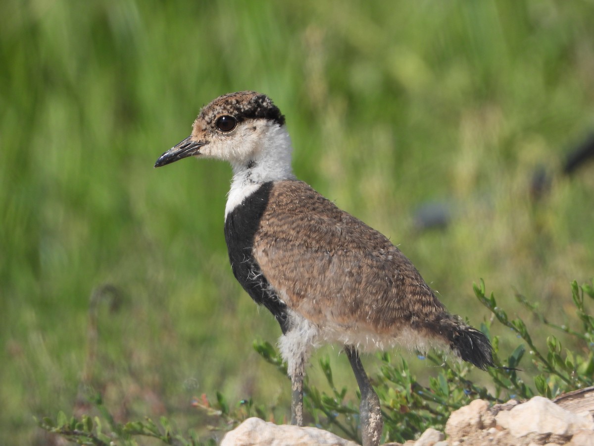 Spur-winged Lapwing - ML620332429