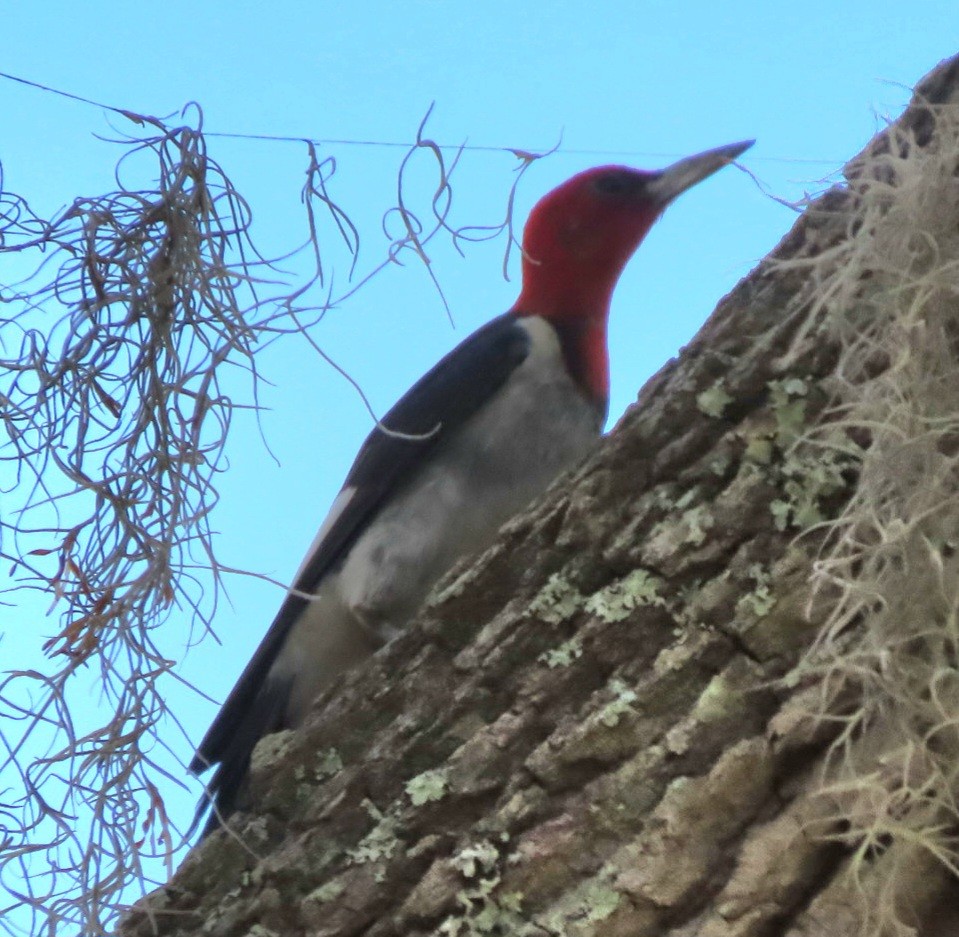 Red-headed Woodpecker - ML620332430