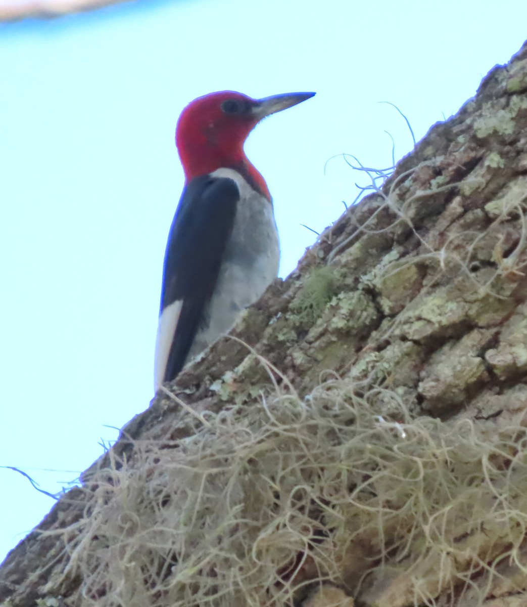 Red-headed Woodpecker - ML620332431