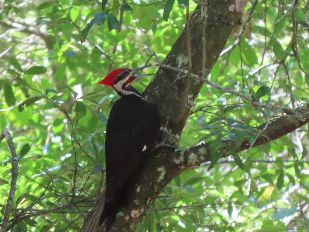 Pileated Woodpecker - ML620332432