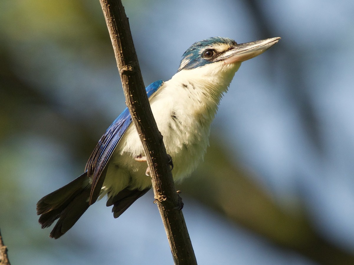 Collared Kingfisher - ML620332433