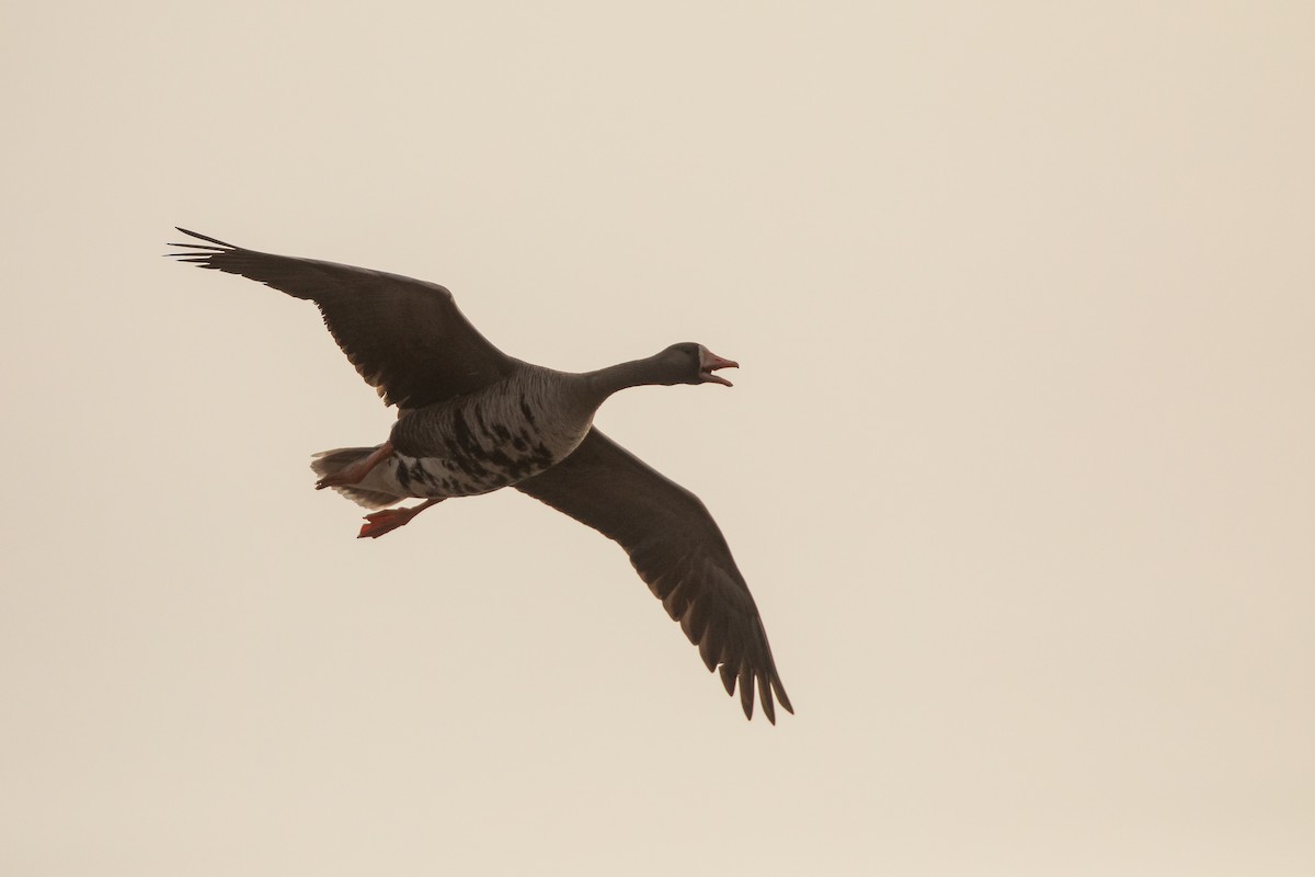 Greater White-fronted Goose - ML620332467