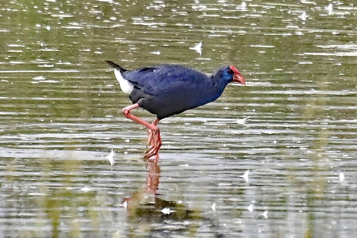 slípka modrá - ML620332468