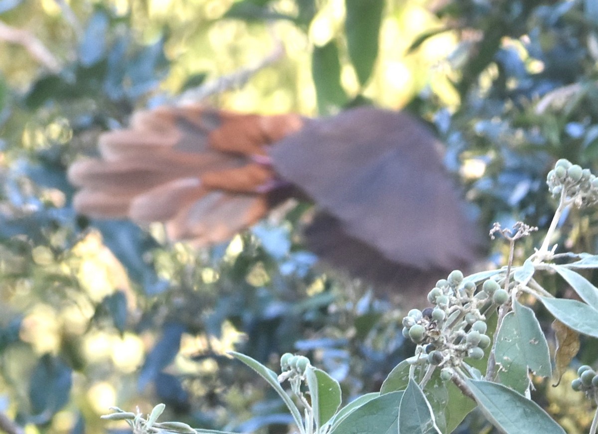 Brown Cuckoo-Dove - ML620332469