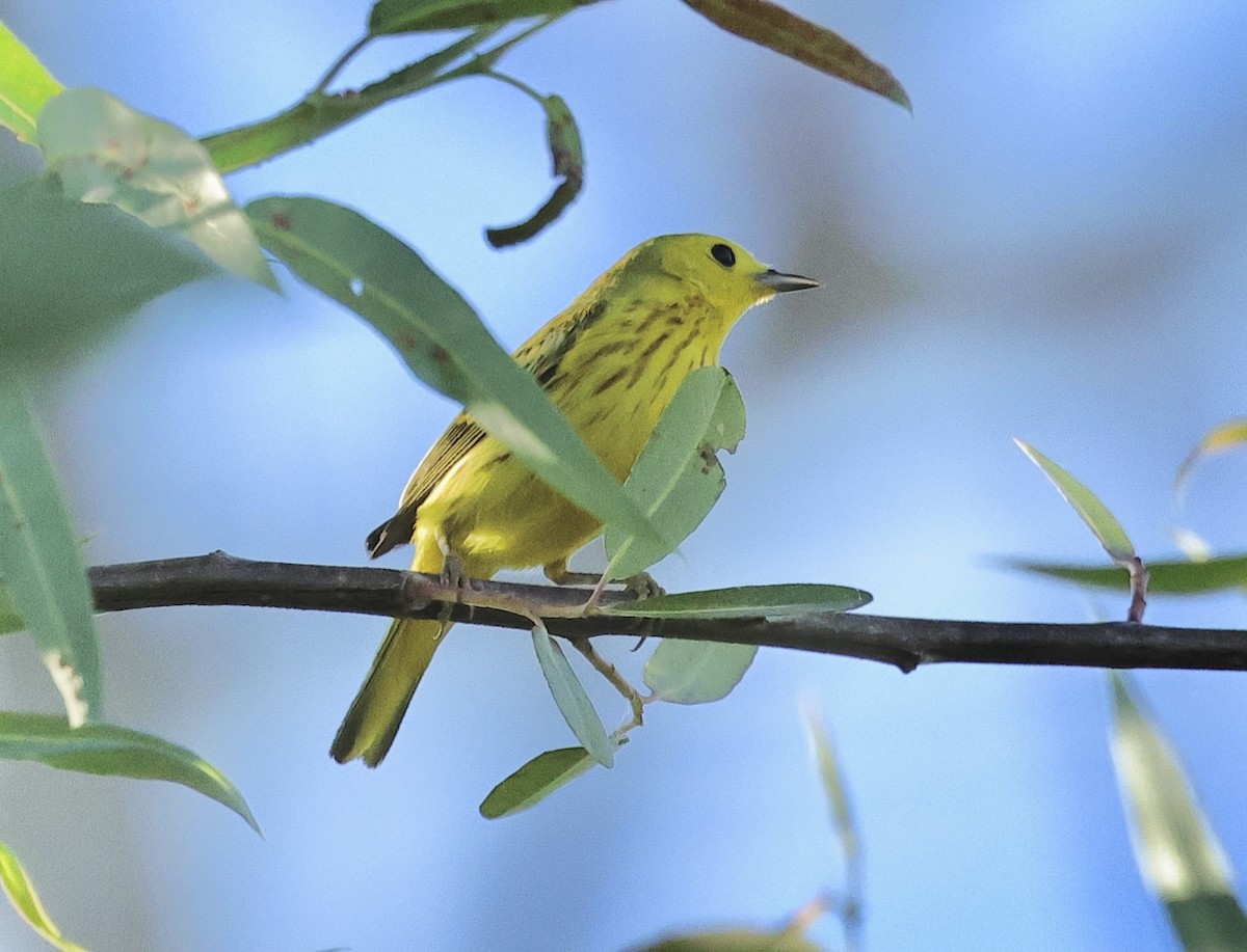 Yellow Warbler - ML620332472