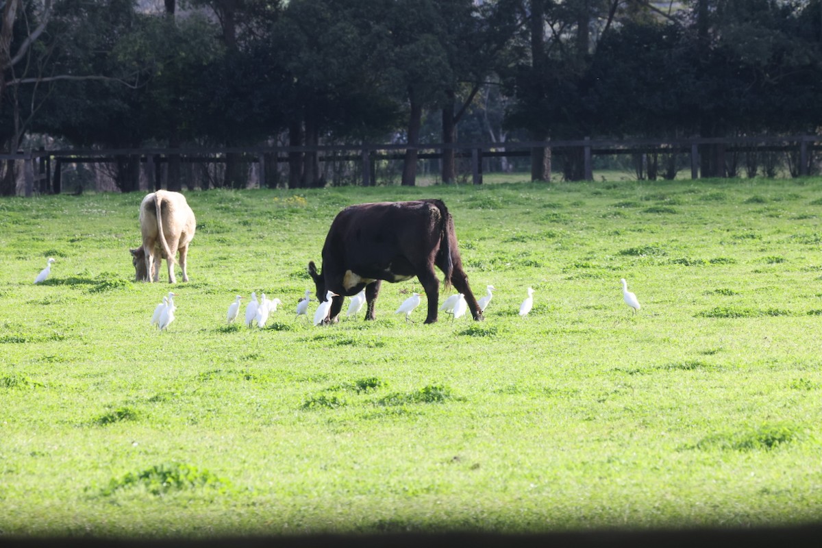 Eastern Cattle Egret - ML620332489