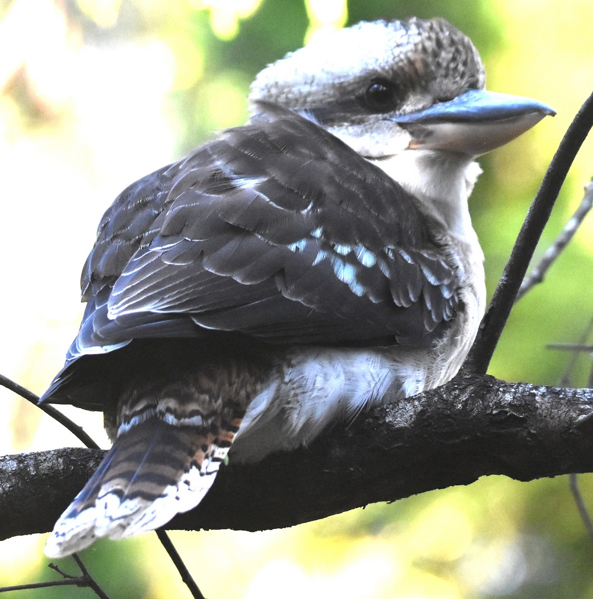 Laughing Kookaburra - ML620332512